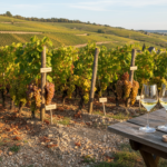 découvrez tout sur le vin d'alsace : son terroir unique, les cépages caractéristiques et les meilleures astuces pour la dégustation.