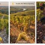 explorez les vins de loire, découvrez les cépages variés et les terroirs uniques qui font la richesse de cette région viticole emblématique.