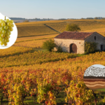 découvrez tout sur le vin de bourgogne : son histoire riche, ses cépages uniques et ses terroirs d'exception pour mieux apprécier chaque bouteille.